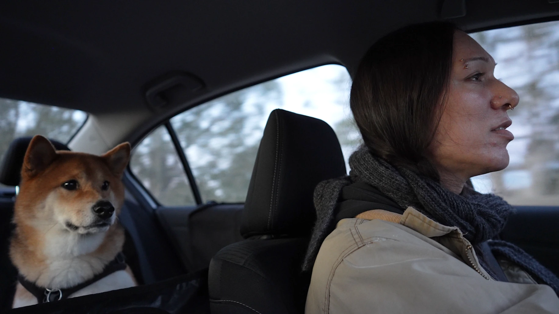 Person with dog in a car