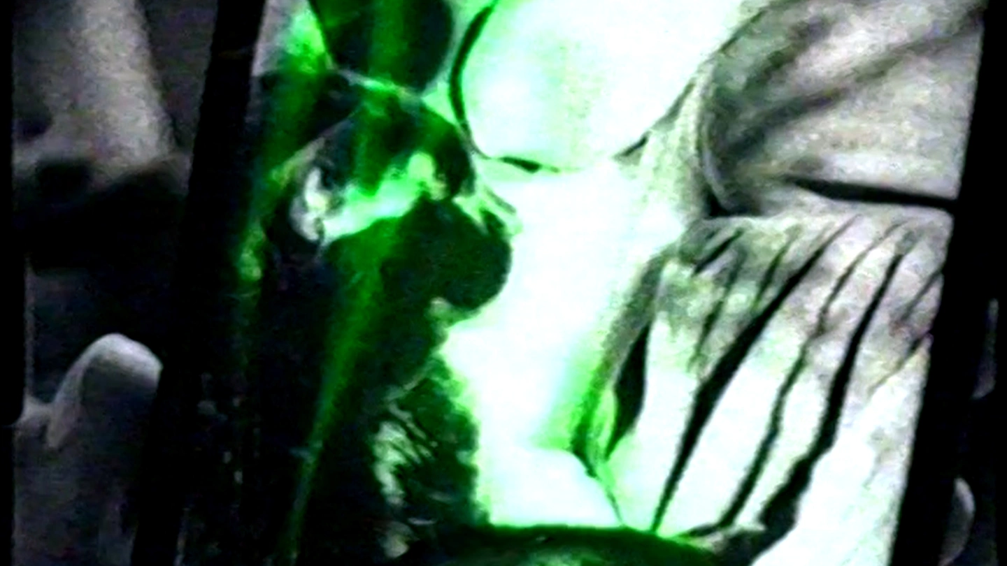 Super 8 footage of a cat