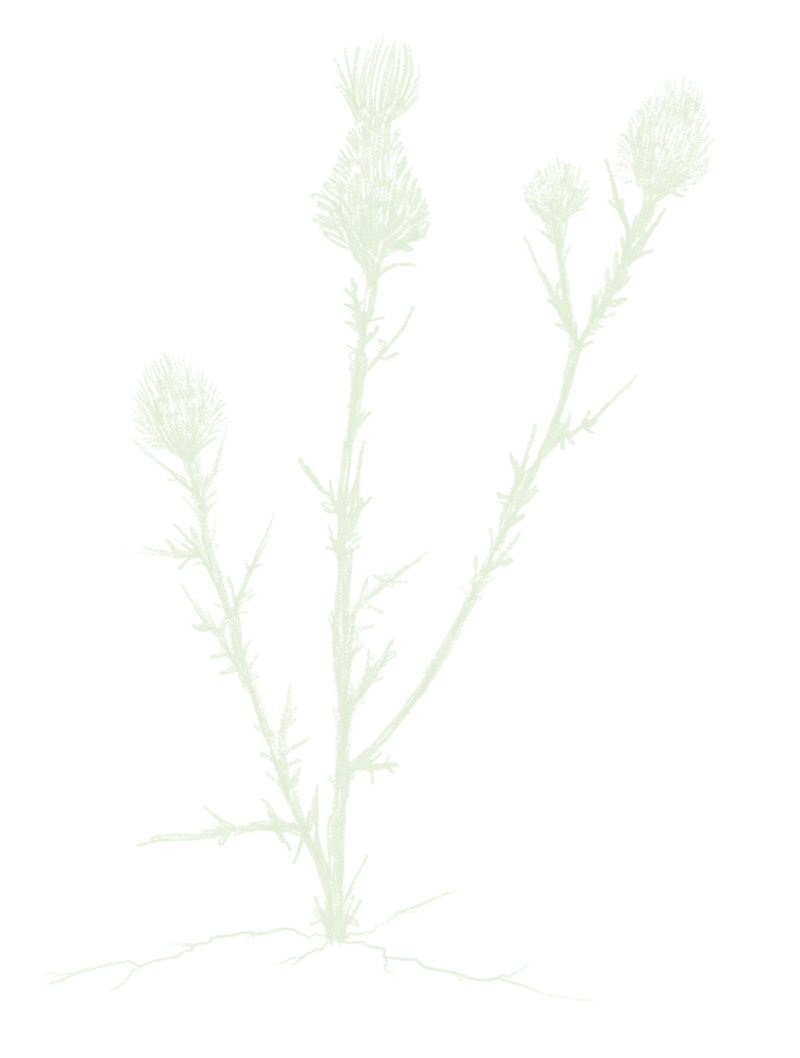 Illustration einer Distel